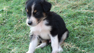 Hersheys Special Dark